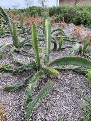 Acanthocereus tetragonus