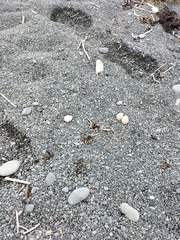 Charadrius bicinctus bicinctus