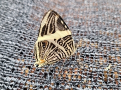 Colobura dirce wolcotti