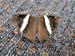Colobura dirce wolcotti