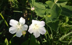 Callirhoe alcaeoides