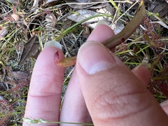 Sarracenia psittacina