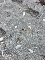 Charadrius bicinctus bicinctus