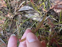 Sarracenia psittacina