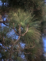 Pinus canariensis