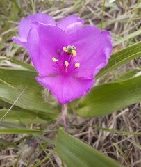 Tradescantia bracteata