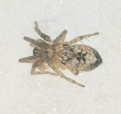 Anyphaena accentuata