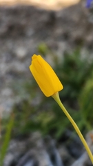 Eschscholzia minutiflora