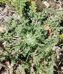 Eschscholzia minutiflora
