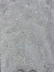 Charadrius bicinctus bicinctus