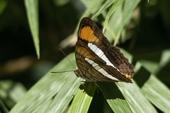 Adelpha thessalia