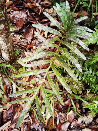 Lecanopteris vieillardii, 2021-11-27