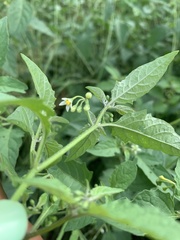 Solanum emulans