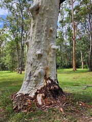 Eucalyptus racemosa