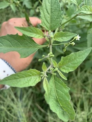Solanum emulans