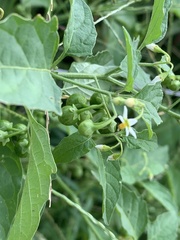 Solanum emulans