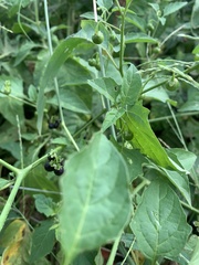 Solanum emulans