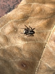 Habronattus pyrrithrix