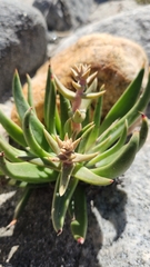 Dudleya saxosa