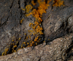 Hydropisphaera peziza