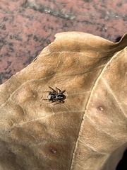 Habronattus pyrrithrix