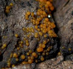 Hydropisphaera peziza