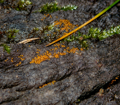 Hydropisphaera peziza