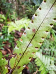 Microsorum vieillardii