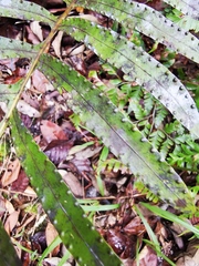 Microsorum vieillardii