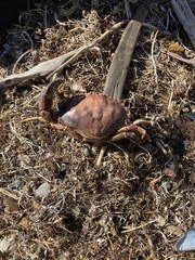 Metacarcinus anthonyi