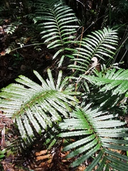 Blechnum corbassonii