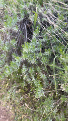 Galium andrewsii