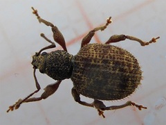 Otiorhynchus crataegi