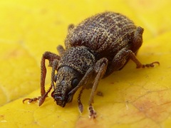 Otiorhynchus crataegi