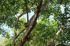 Ficus racemosa
