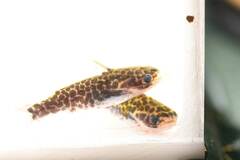 Duringlanis perugiae