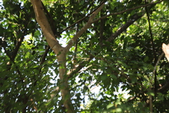 Ficus racemosa