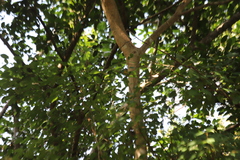 Ficus racemosa