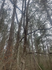 Gleditsia triacanthos