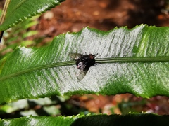 Blechnum corbassonii