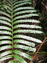 Blechnum corbassonii
