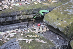 Ficus racemosa
