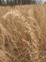 Andropogon ternarius