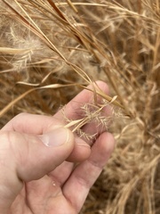 Andropogon ternarius