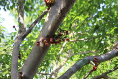 Ficus racemosa