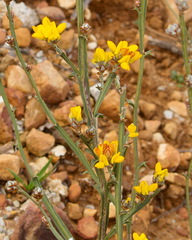 Genista tridentata