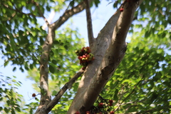 Ficus racemosa
