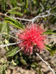 Calliandra haematocephala