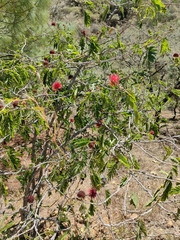 Calliandra haematocephala