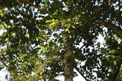Ficus racemosa